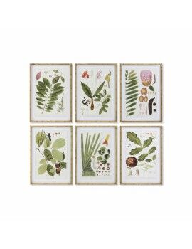 Pintura DKD Home Decor 50 x 2,8 x 70 cm Moderno Plantas botânicas (6 Peças)