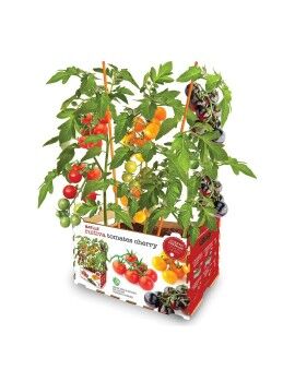 Conjunto de Cultivo Batlle Tomates naturais 30 x 19,5 x 16,2 cm