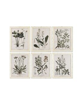 Pintura Home ESPRIT Shabby Chic Plantas botânicas 40 x 1,5 x 50 cm (6 Unidades)