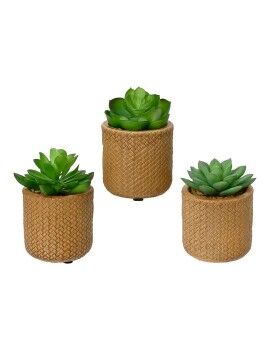 Planta Decorativa EDM 898158 Suculenta 10 cm