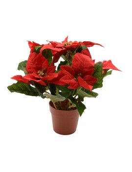 Planta Decorativa Lifetime Rojo Flor de Pascua Ø 27 cm