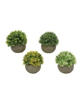 Planta Decorativa Everlands Ø 12 cm Maceta Plástico