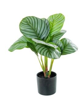 Planta Decorativa Alexandra House Living Plástico Calathea 50 cm